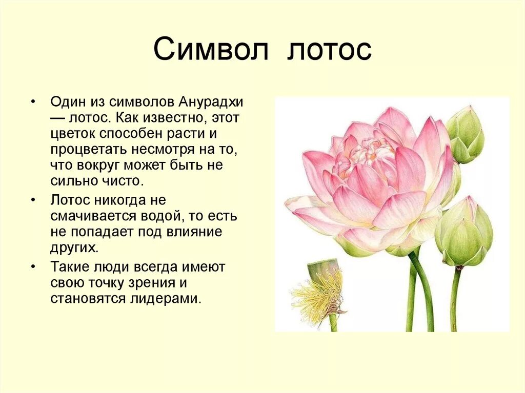 Цвети значение слова. Лотос цветок значение символа. Что символизирует Лотос цветок. Цветок лотоса символ чего.