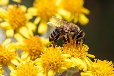 The sun in the east bees honey