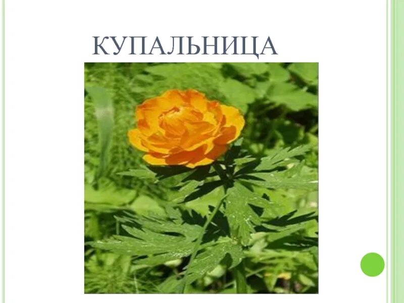 Краснокнижные растения кузбасса купальница. Красная книга кузбасса цветы. Венерин башмачок розовый дикий. Растения кузбасса занесенные в красную книгу. Растения кузбасса занесенные в красную.