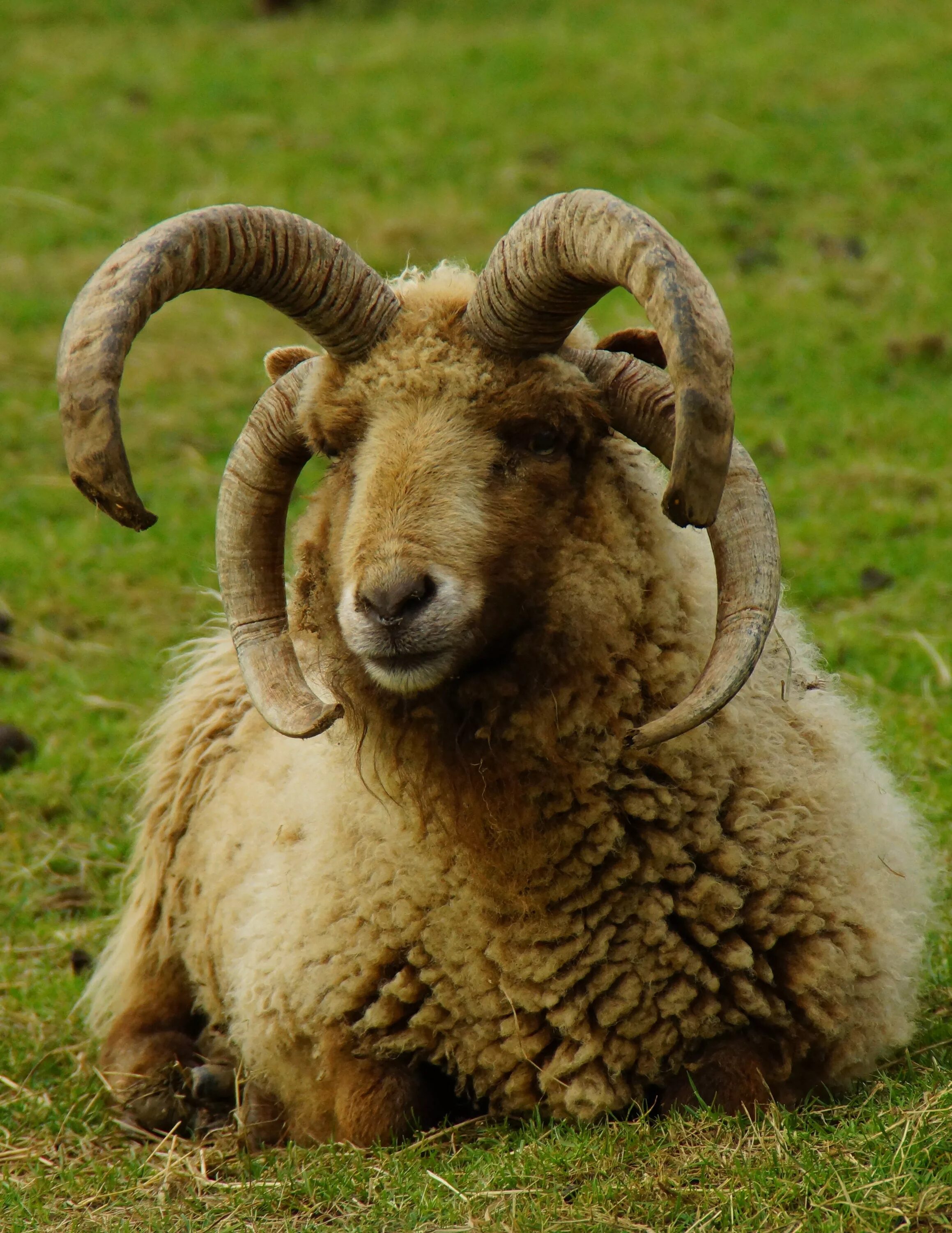 Черноголовый баран. Прекос порода овец. Овцы цигайская порода породы. Баран готовый. Баран готовый.