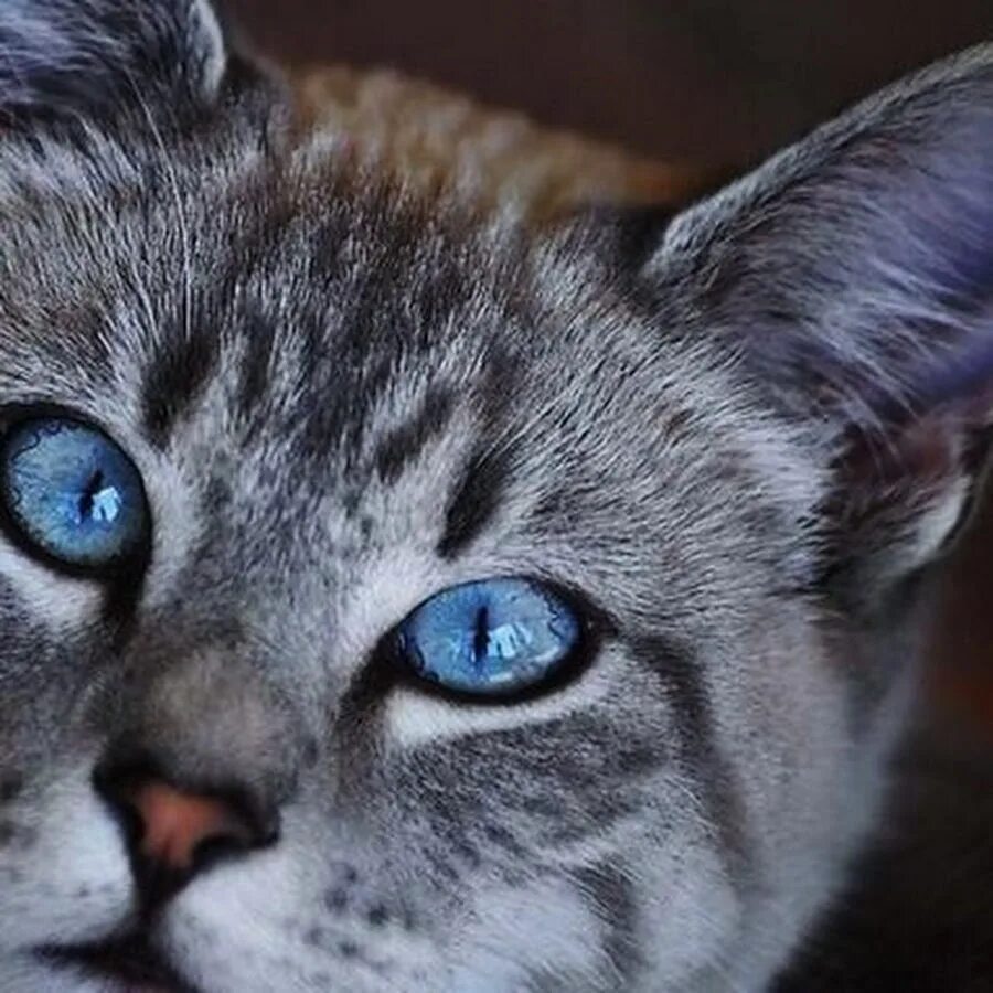 Порода серой кошки с серыми глазами. Порода Охос азулес. Порода кошек Охос азулес. Охос азулес серый полосатый. Охос азулес кошка серая.