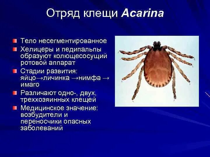 Отряд клещи строение. Клещи тело несегментированное. Елицеры и педипальпы клеща. Клещи (Acarina).