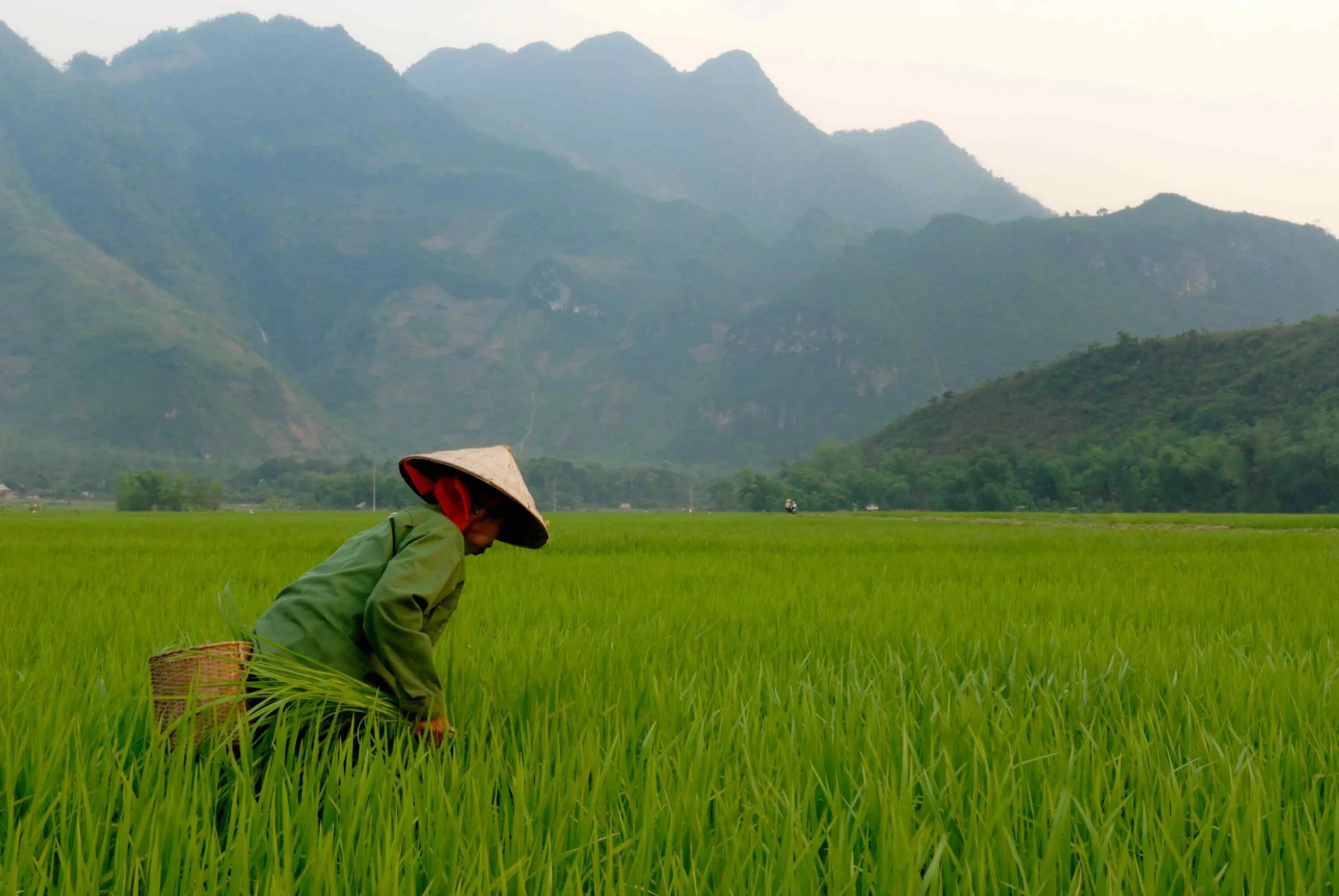 Best vietnam. Сельское хозяйство Непала рис. Природные ресурсы Вьетнама. Атмосфера во Вьетнам. Интересные факты о Вьетнаме.