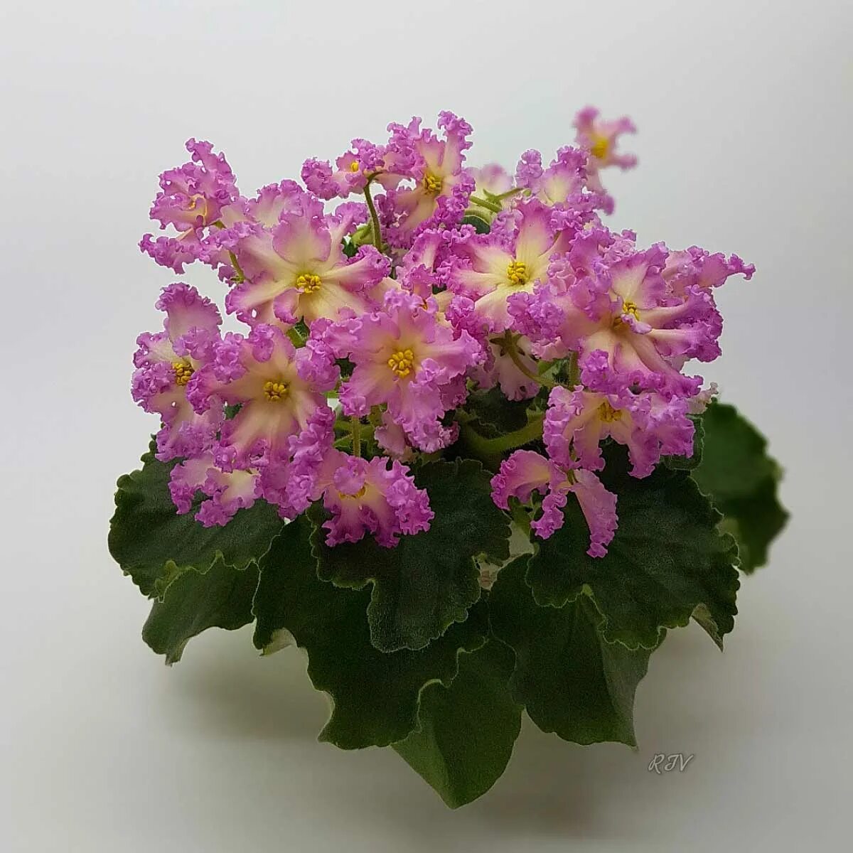 Фиалка ав солнце клеш 2020. Сенполия рм солнышко июля. Рм-солнышко июля фиалка. Фиалка солнышко. Фиалка рм фелисити.