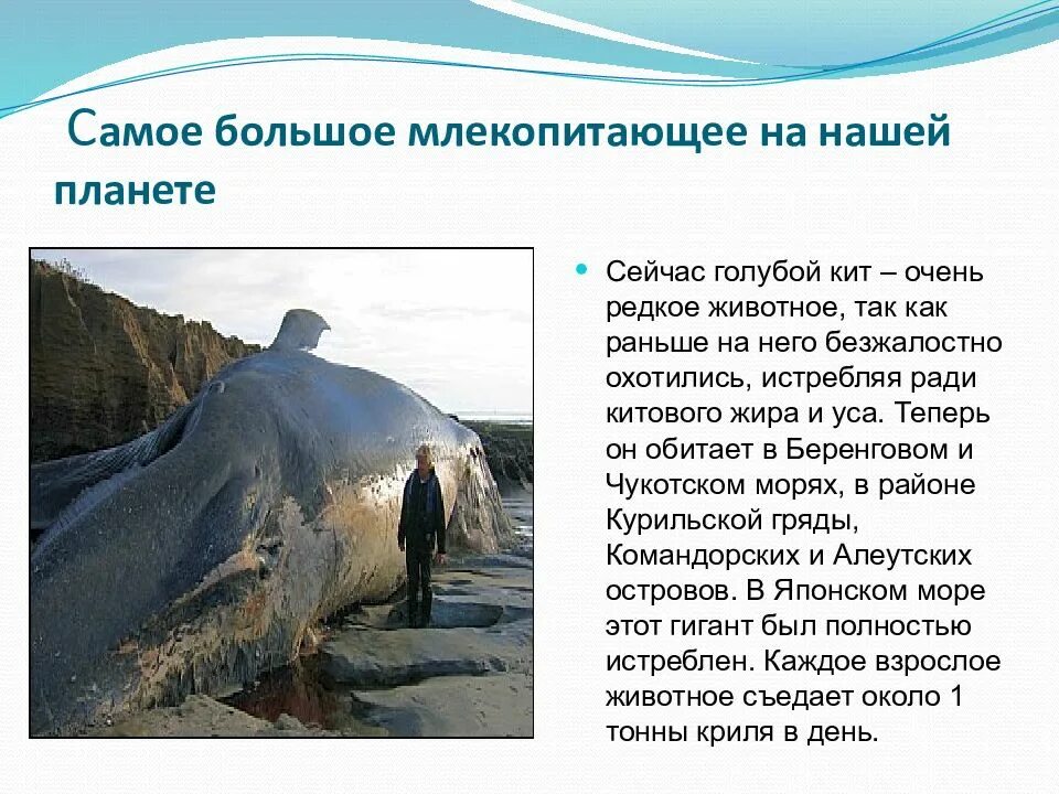 Информация о самых крупных. Сообщение о самом большом млекопитающем. десятка самых крупных млекопитающих мира. название самой большой млекопитающие. 12. самое крупное млекопитающее животное.