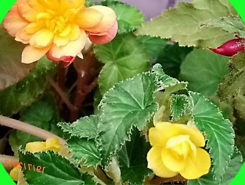 почвогрунт для роз фаско 5 л. грунт для роз, бегоний и хризантем 3 л цветочный рай (бхз). грунт сад чудес бегония 2. грунт сад чудес бегония. почва клубневая бегония.