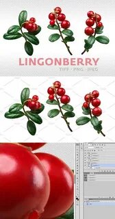 Lingonberry перевод