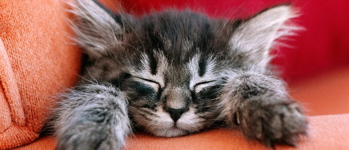 Маленький котенок. Милый котенок. Маленькие котики. Котенок спит. Спокойной ночи котики.