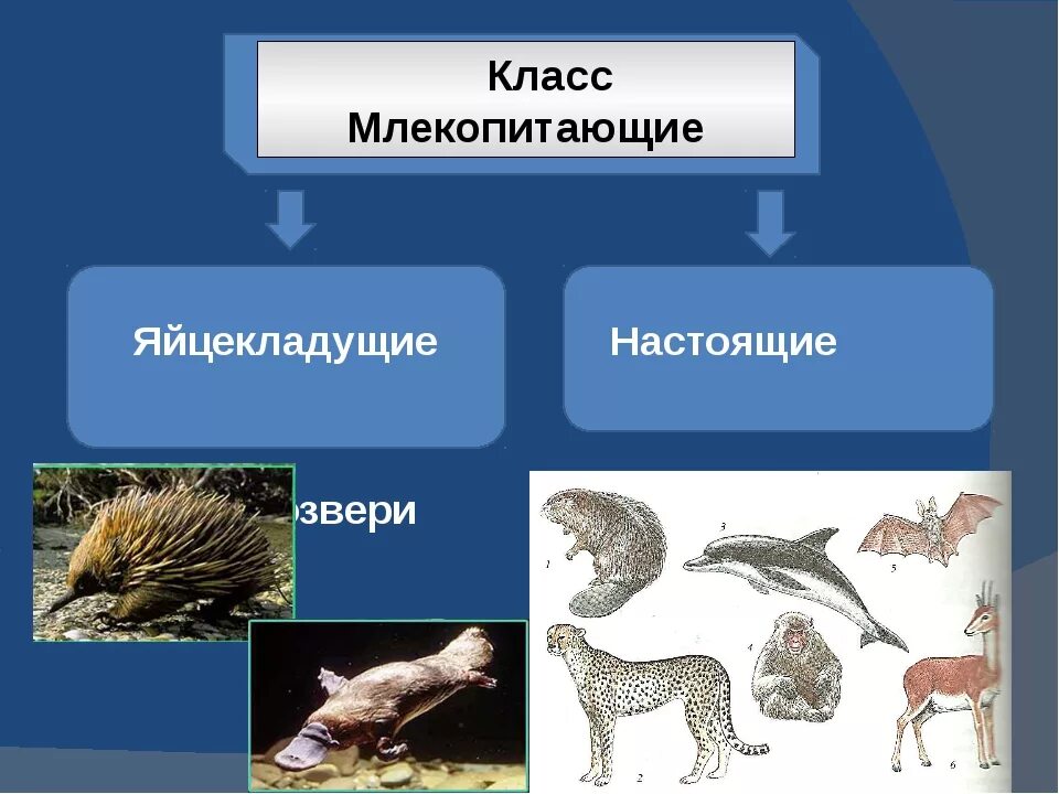 Строение и многообразие животных. Класс млекопитающие. Многообразие млекопитающих. Млекопитающие звери. Класс млекопитающие представители.