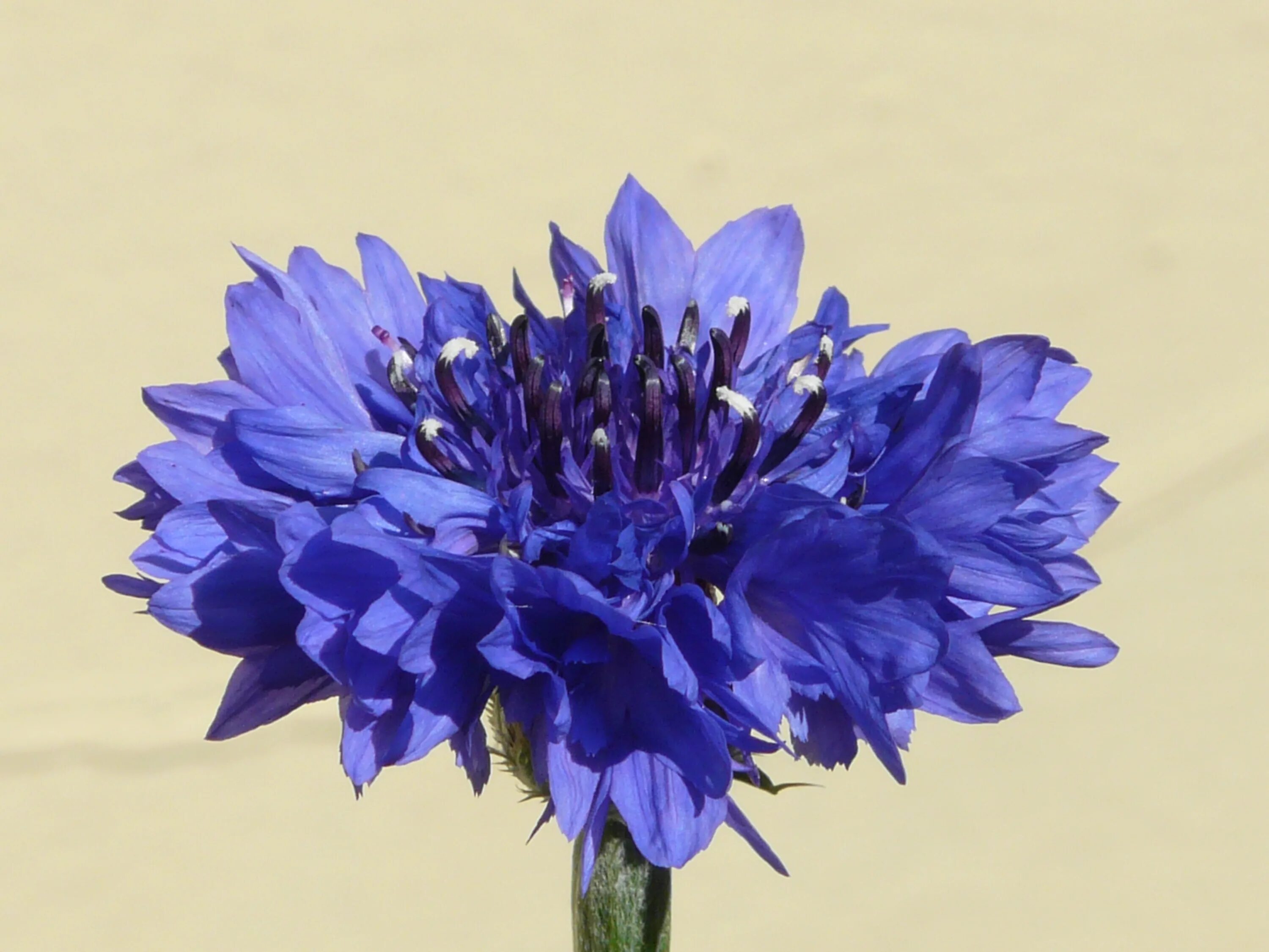 Василек полевой Centaurea cyanus. Василек горный перпл. Василёк синий. Василек синий полевой.