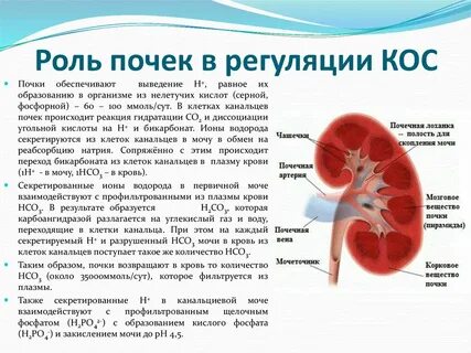 Легкие по типу дерево в почках