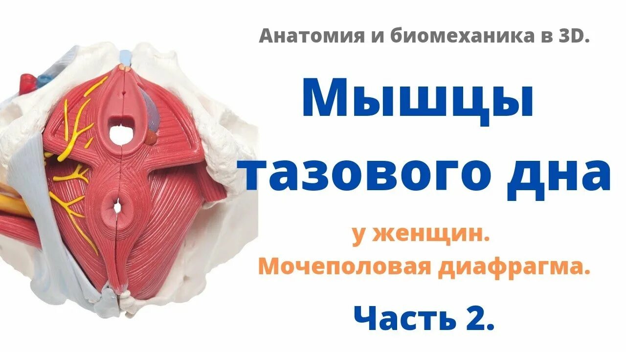 Фасции мочеполовой диафрагмы. Мышцы тазового дна анатомия. Тазовое дно анатомия. Анатомия диафрагма и мышцы тазового дна. Диафрагма и тазовое дно.