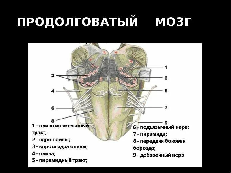 Вентральная поверхность продолговатого мозга. Продолговатый мозг анатомия строение. Продолговатый мозг ядра Гайворонский. Подъязычный нерв продолговатый мозг. Продолговатый мозг входит в состав