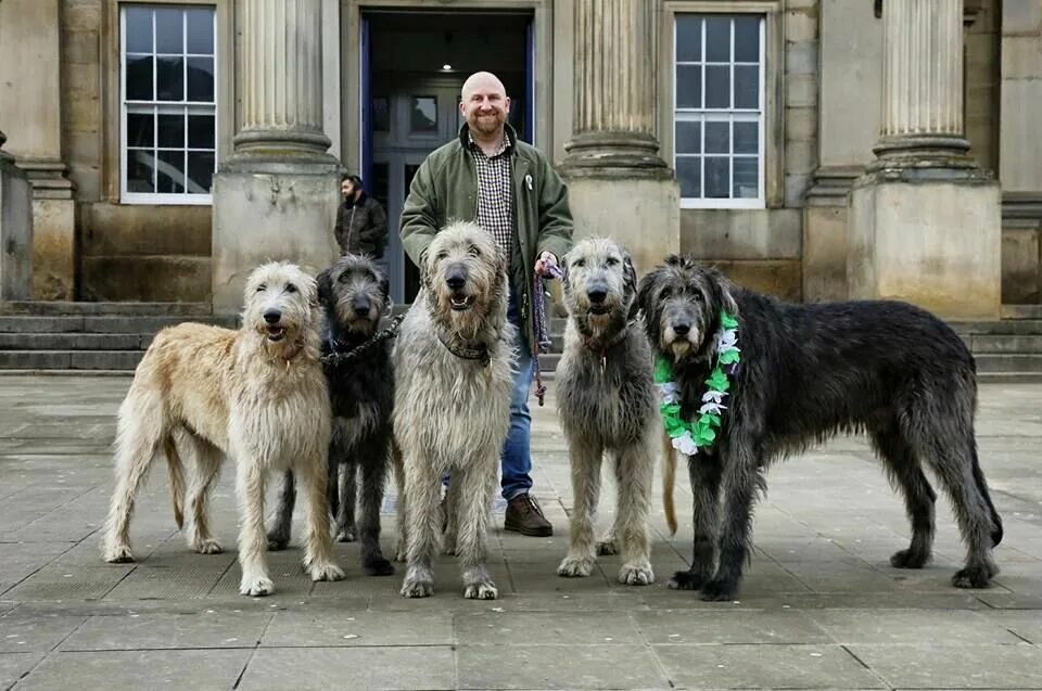 Ирландский волкодав волкодав. Ирландский волкодав и алабай. Бельгийский волкодав. Ирландский волкодав белый. Ирландский волкодав.