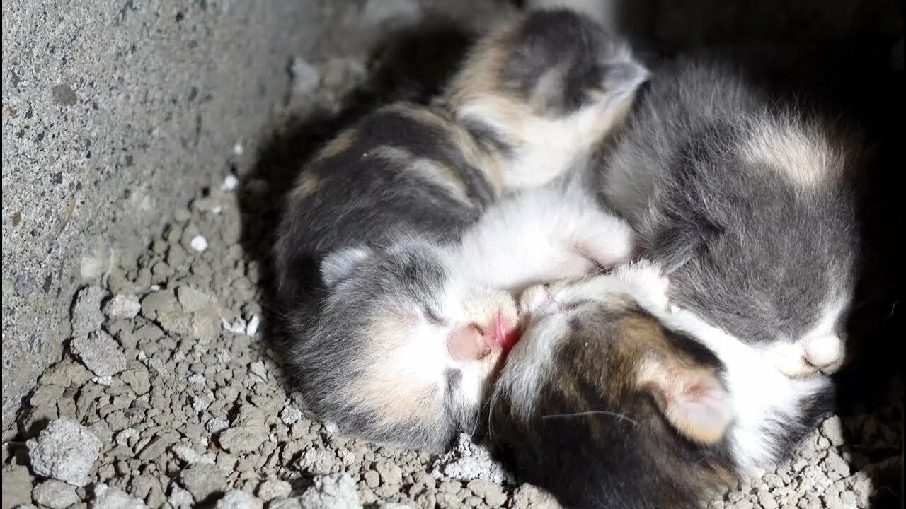 Бездомные котята в подвалах. Бездомная кошка рожает. Бездомная кошка рожает. Муром кошки. Сами только кошки родятся.