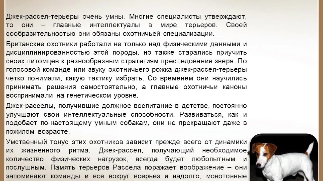 Рассказ о собаке джек рассел терьер. Характер джек рассел плюсы и минусы. Порода собак джек рассел терьер характер. Джек рассел характеристики важные. Джек-рассел-терьер плюсы и минусы.