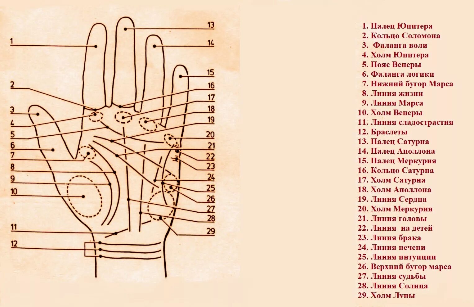 Хиромантия значение браслетов. Гадание по линиям на ладони хиромантия значение линий. Обозначение линий на ладони правой руки. Хиромантия по руке для начинающих линия. Линия жизни на ладони расшифровка обозначения по линиям.