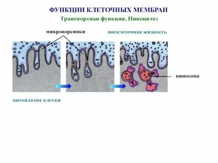 Функции животной клеточной оболочки