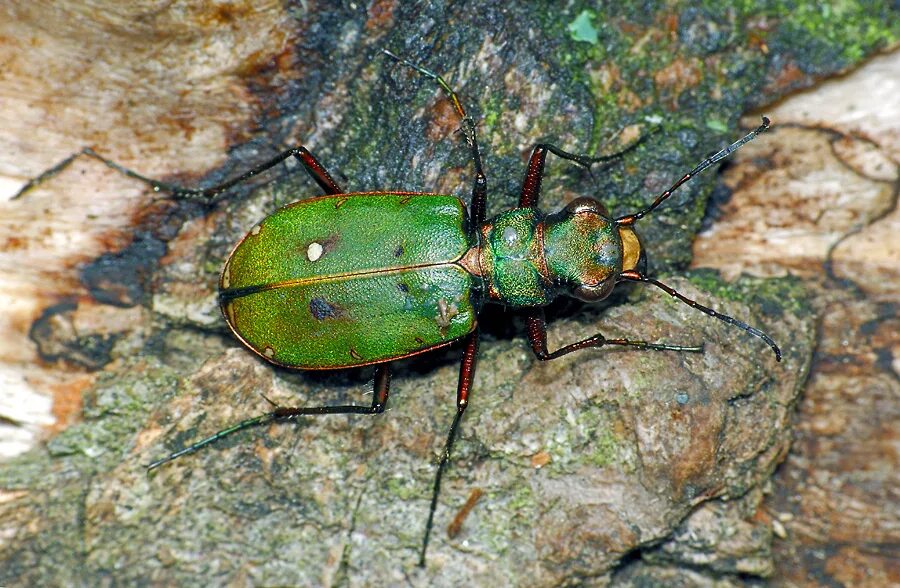 Скакун полевой Cicindela Campestris. Жук зеленый скакун. Жук скакун полевой зеленый. Cicindela sylvatica.