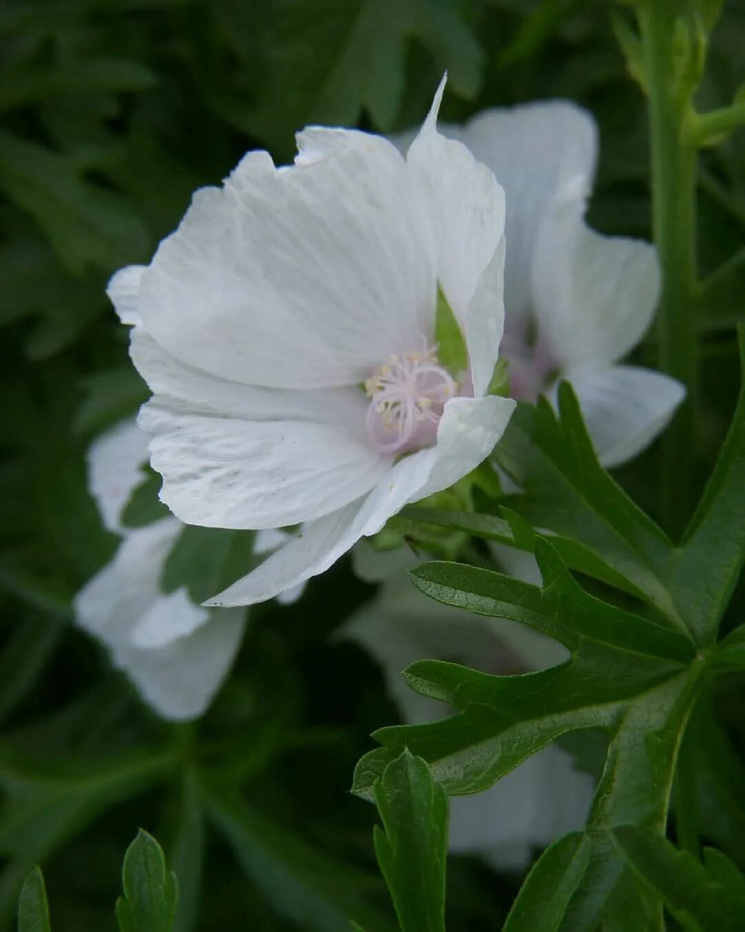 Растение семейства мальвовых. Гибискус сирийский вудбридж. Гибискус мальва. Мальва лаватера многолетняя. Семейство мальвовых лаватера.