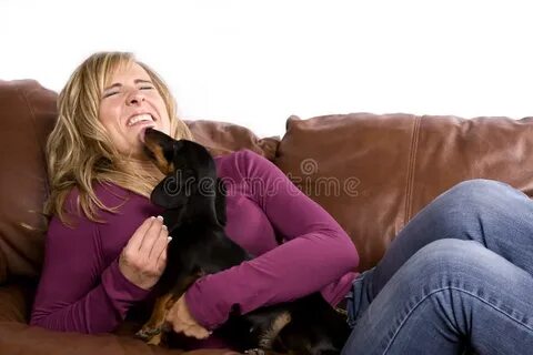 Woman getting licked by dog stock images.