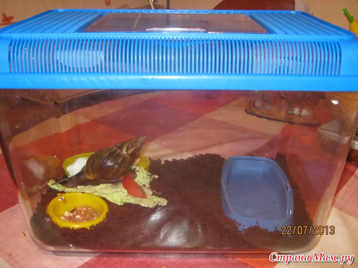 Домик для улитки. Террариум дюна для ахатин. террариум для улиток ахатин. террариум для улитки ахатины. контейнер для улиток ахатин.