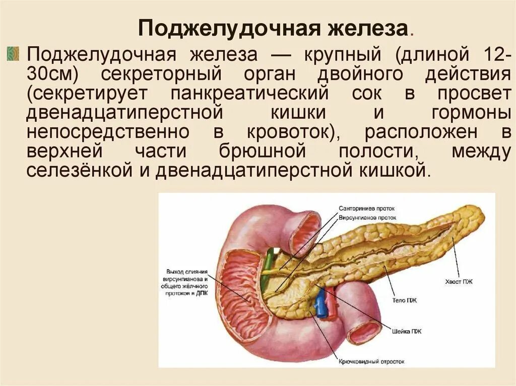 Нужна ли поджелудочная