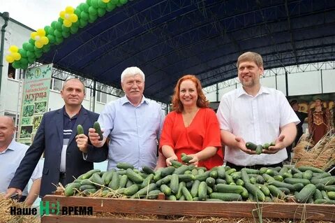Огурцы ростов