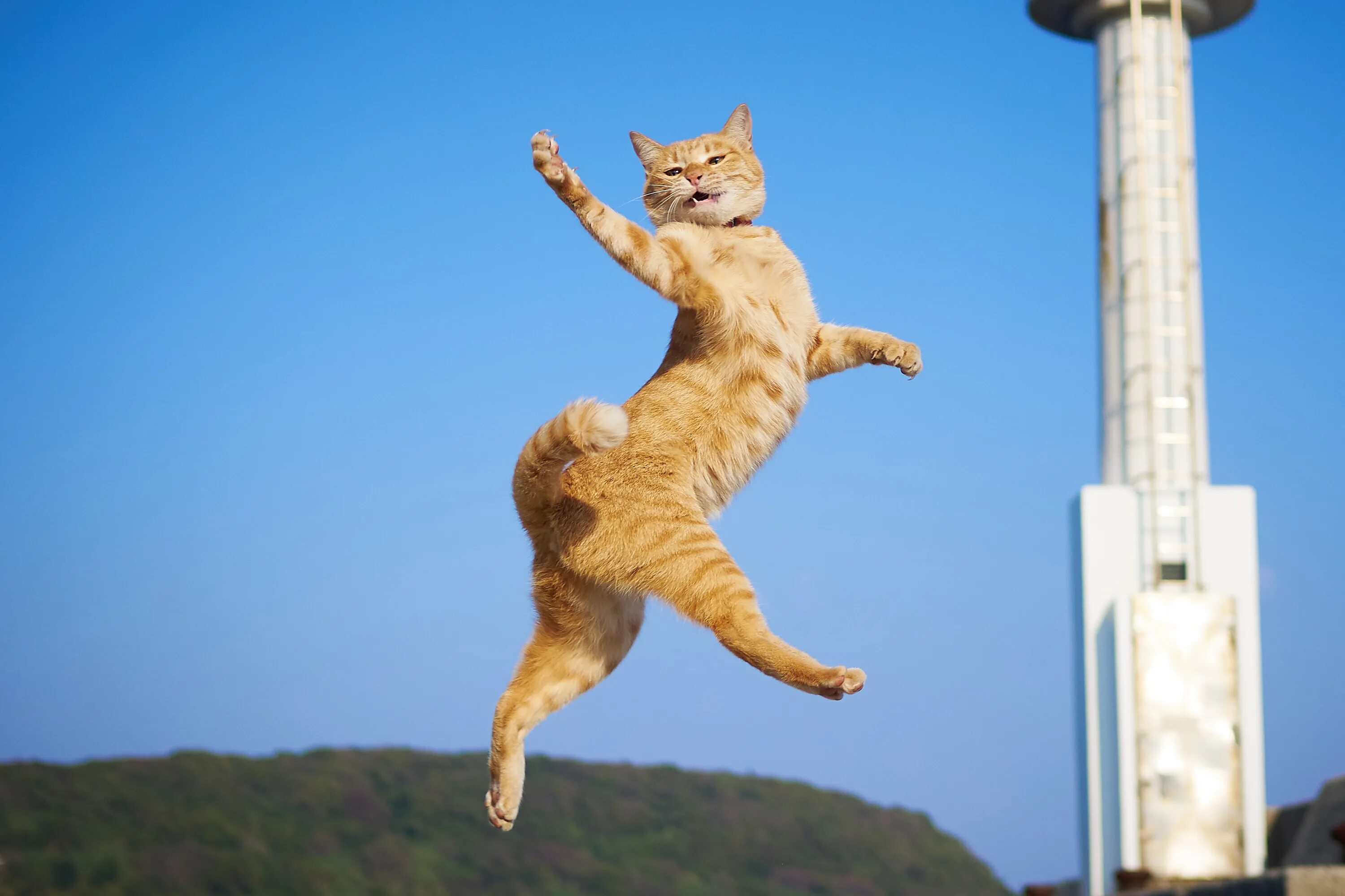 Веселые красивые смелые. Кошка в прыжке. Летающий кот. Танцующий кот. Энергичный кот.