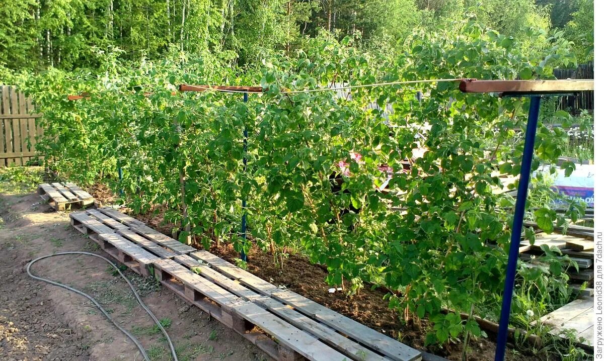 Где лучше сажать малину. Малинник. Крыжовник на шпалере. Малина обустройство малинника. Малина шпалеры и гряды.