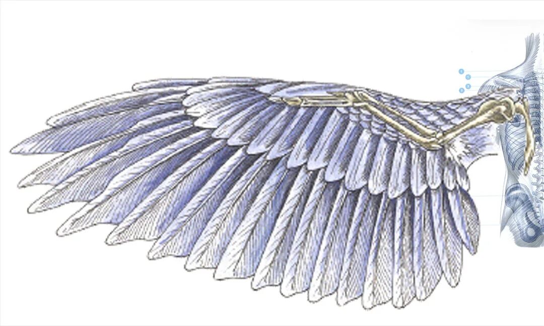 Птица с 6 крыльями. Крыло птицы. Птичье крыло. Анатомия крыльев. Скелет птичьего крыла.