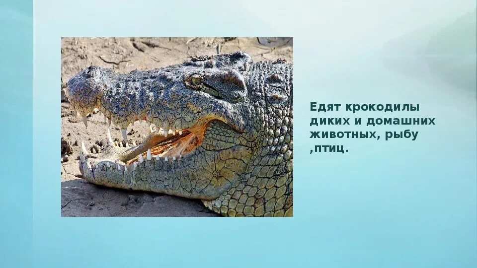 Крокодил доклад 3 класс окружающий мир. Позвоночное животное крокодил. у крокодилов есть диафрагма. про крокодила для детей 1 класса окружающий мир. конспект по крокодилу.