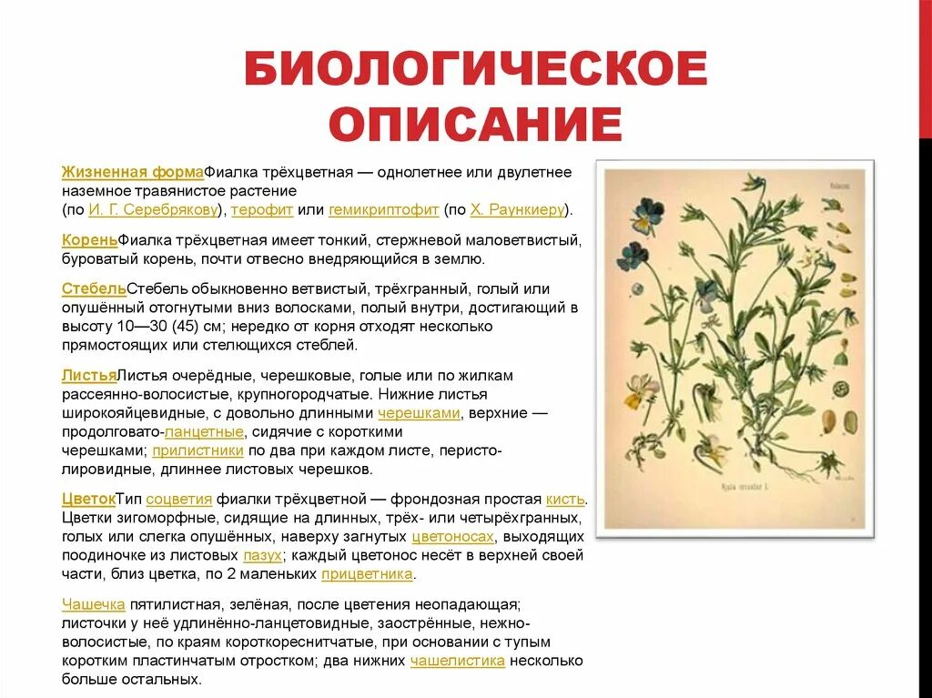 Описание биологического объекта примеры. Фиалка трехцветная жизненная форма. морфологическое описание фиалки. жизненная форма фиалки. биологическое описание.