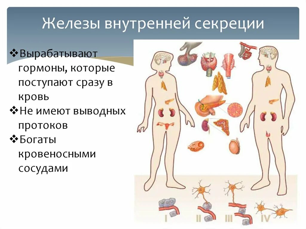 Функции эндокринная система железы внутренней секреции. Гормоны желёз внутренней секреции. Железы внутренней секреции функции в организме человека. Железы внутренней секреции вырабатывают гормоны которые поступают в.