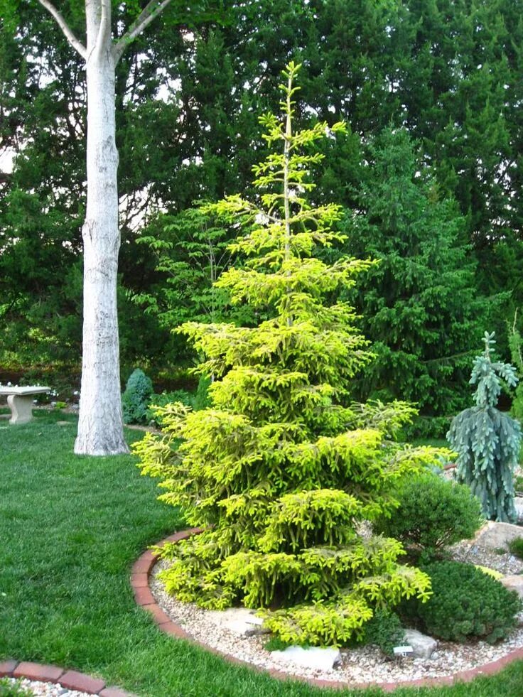 Picea aurea. Ель восточная (picea orientalis).. ель восточная aureospicata. picea orientalis aureospicata ель восточная ауреоспиката. ель сербская ауреа.