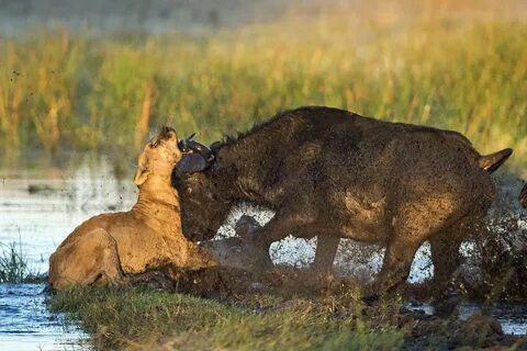 Against wild