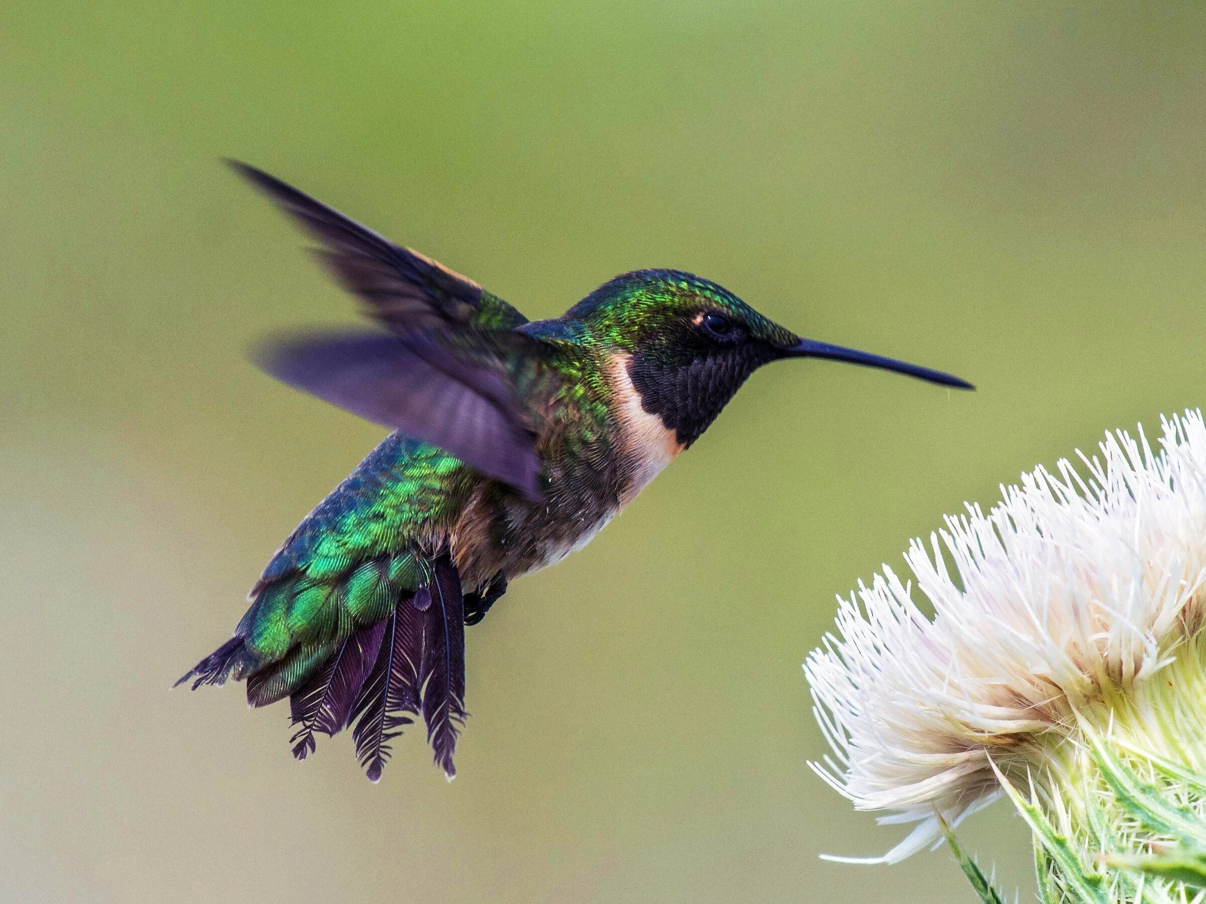 Колибри орел. Колибри trochilidae. рубиногорлая колибри. колибри северной америки. зубчатоклювый колибри.