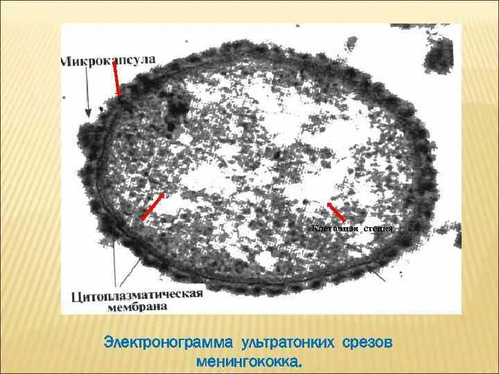 Микрокапсула бактерий