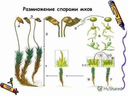Размножение семенами мхи