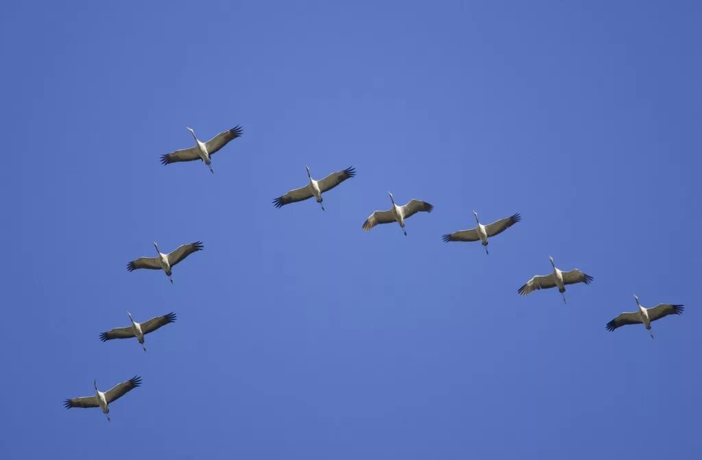 журавли караваном летят. косяк птиц. караван журавлей. стая журавлей. косяк журавлей нейросеть.