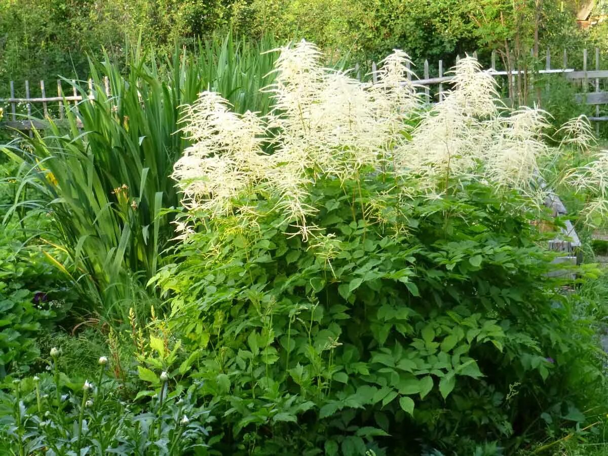 Растение волжанка посадка. Волжанка двудомная (aruncus dioicus). волжанка арункус обыкновенная. волжанка двудомная &quot;йоханнисфест&quot;. арункус  волжанка двудомная.