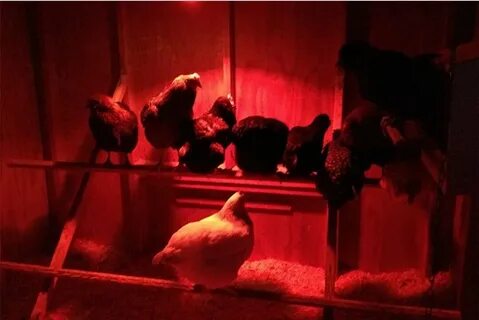 Курятник ночью