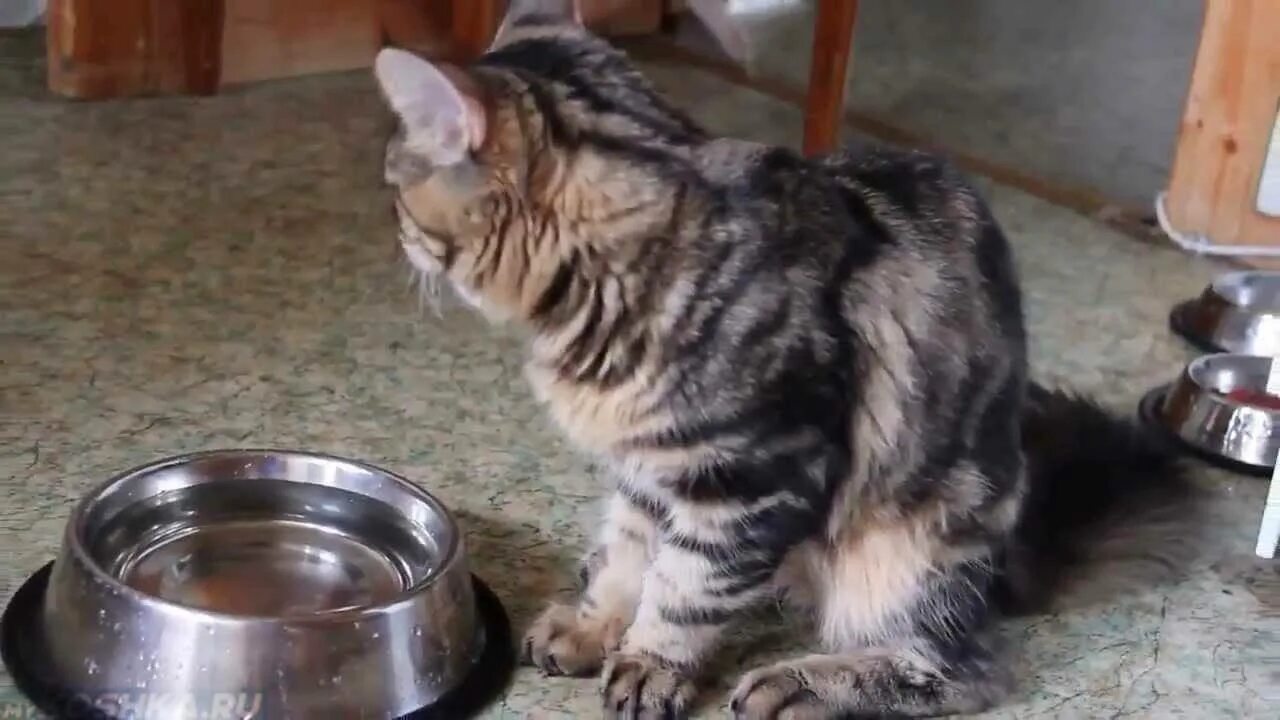 Кошка вялая не пьет. Миска для кота. Котята возле миски. Вода в миске для кота. Котик с миской.