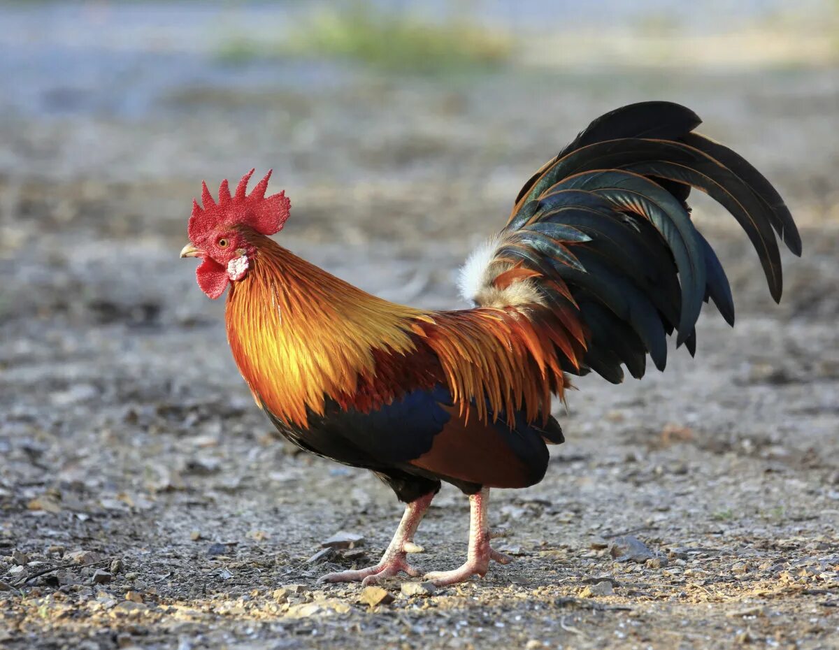 Петух будит. Карликовый петушок. гибискус bantam rooster. красивый петух. красивый петушок.