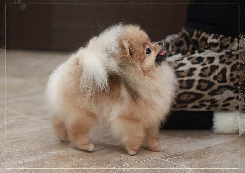 померанский шпиц медвежьего типа. питомник мини шпицев. питомник мини шпицев. заводчики шпицев. питомник шпицев.