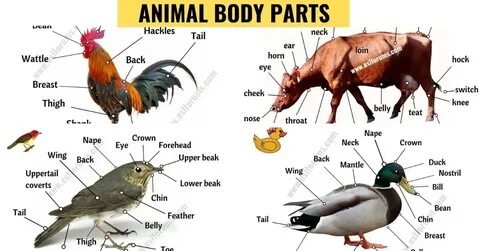 Parts of animals body