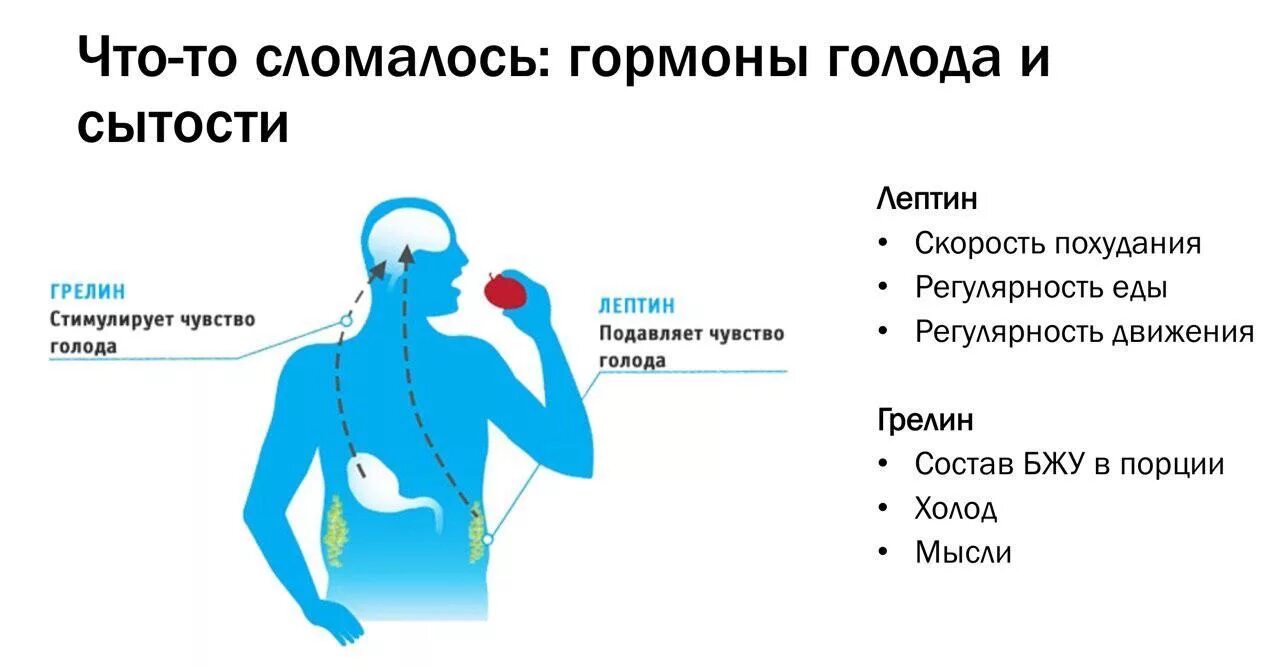 Гормоны голода и насыщения. Гормоны отвечающие за насыщение и голод. Гормон сытости. Лептин и грелин гормоны. Тест на голод