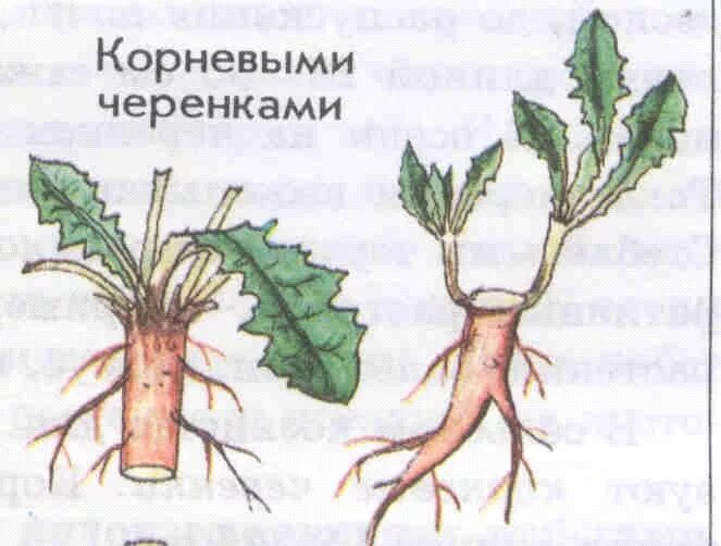 Корневая п. Размножение корневыми черенками. Вегетативное корневыми черенками. Рпзмножение коневыи черешком. Размножение растений корневыми черенками.