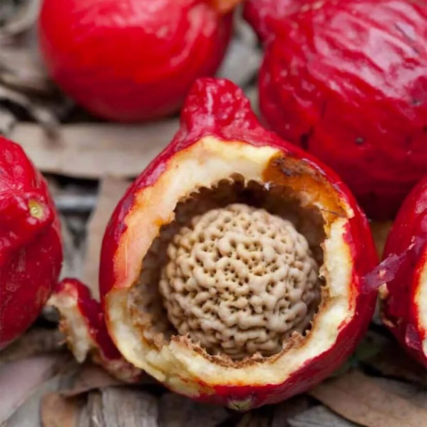 Манго маракуйя питахайя. Питахайя гуава. Dimocarpus longan. Фрукты тайланда маракуйя. Дикий фрукт.