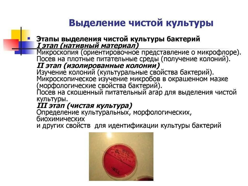 Чистую культуру аэробов выделяют методом посева. Этапы выделения чистой культуры микробов. методы выделения чистых культур микроорганизмов. этапы выделения чистой культуры бактерий. этапы выделения чистой культуры микроорганизмов аэробов.